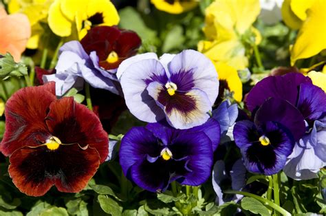 pictures of pansies